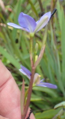 Aristea ensifolia