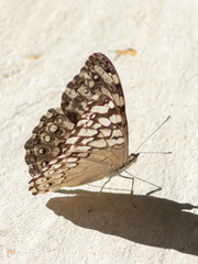Hamadryas februa