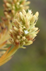 Thesium spicatum