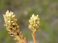 Thesium spicatum