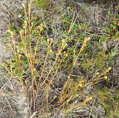 Thesium spicatum