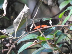 Heliconius clysonymus clysonymus