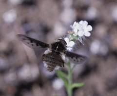 Bombylius albicapillus
