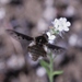 White-headed Bee Fly - Photo (c) James Bailey, some rights reserved (CC BY-NC), uploaded by James Bailey