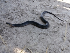 Helicops leopardinus