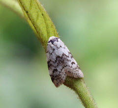 Thallarcha leptographa