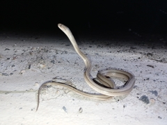 Dryophylax hypoconia