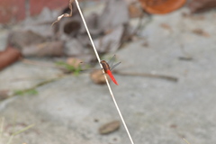 Orthetrum chrysis