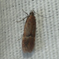 Eudactylota iobapta