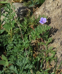Erodium absinthoides