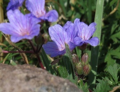 Erodium absinthoides
