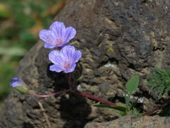 Erodium absinthoides