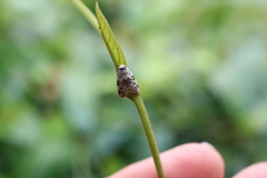 Thallarcha leptographa