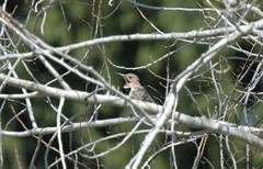Colaptes auratus auratus