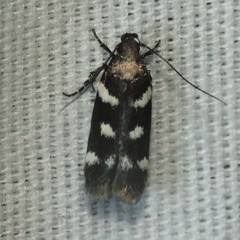 Filatima arizonella