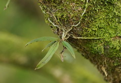 Sarcochilus australis