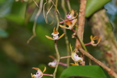 Sarcochilus australis