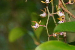 Sarcochilus australis