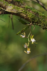 Sarcochilus australis