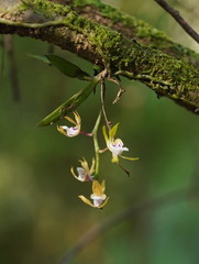 Sarcochilus australis