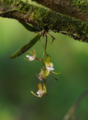 Sarcochilus australis