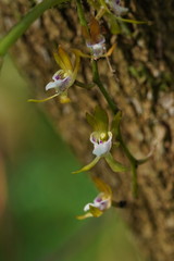 Sarcochilus australis