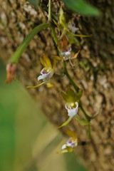 Sarcochilus australis