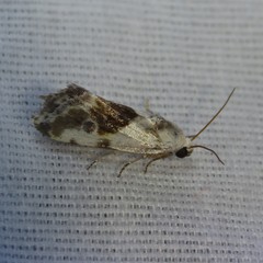 Acontiinae