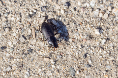 Anisodactylus binotatus