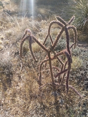 Cylindropuntia thurberi