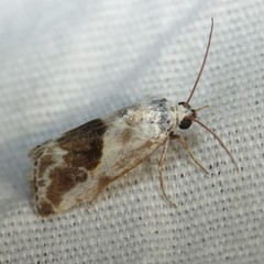 Acontiinae