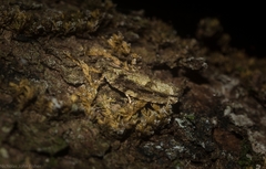 Metrioglypha phyllodes