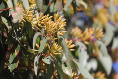 Eucalyptus marginata marginata
