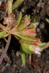 Crassula aquatica