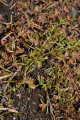 Crassula aquatica