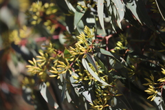 Eucalyptus marginata marginata