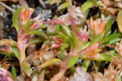 Crassula aquatica
