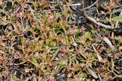Crassula aquatica