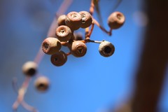 Eucalyptus marginata marginata