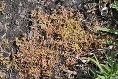 Crassula aquatica