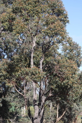 Eucalyptus marginata marginata