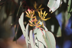 Eucalyptus marginata marginata