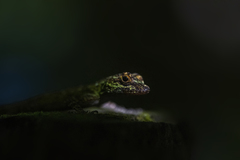 Anolis distichus