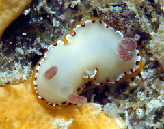 Goniobranchus rubrocornutus