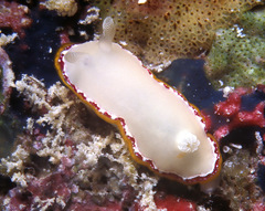 Goniobranchus rubrocornutus
