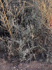 Sarcomphalus obtusifolius canescens