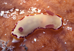Goniobranchus rubrocornutus