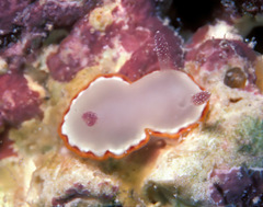 Goniobranchus rubrocornutus