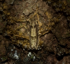 Metrioglypha phyllodes