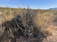 Sarcomphalus obtusifolius canescens